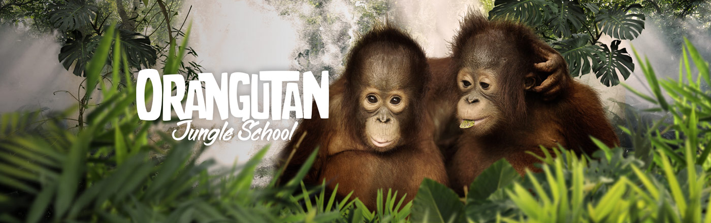 Orangutan Jungle School LOGO