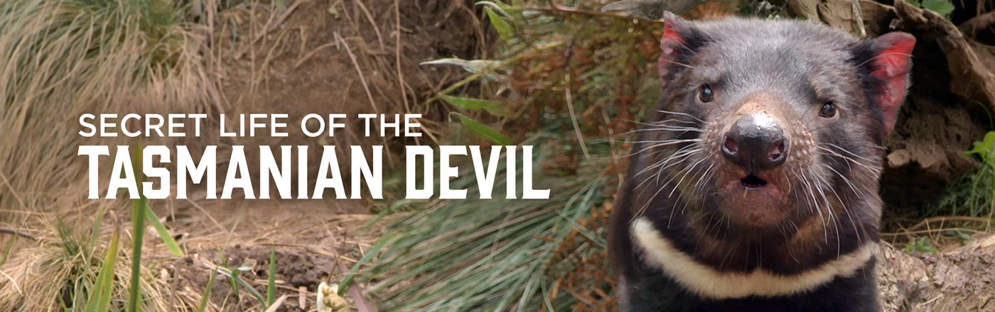 Secret Life of the Tasmanian Devil LOGO