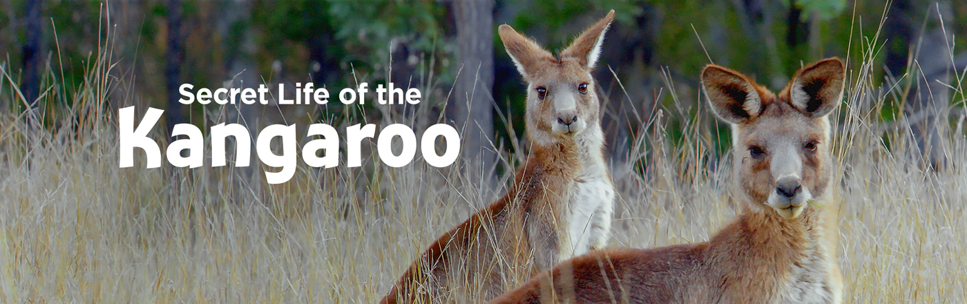 Secret Life of the Kangaroo LOGO