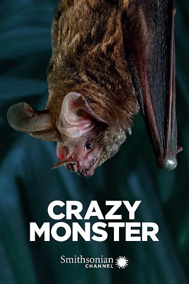 Crazy Monster - Spiders