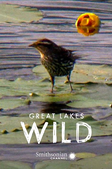 Great Lakes Wild - Isle Royale