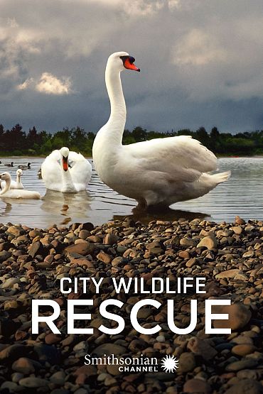 City Wildlife Rescue - Duckling Deliverance