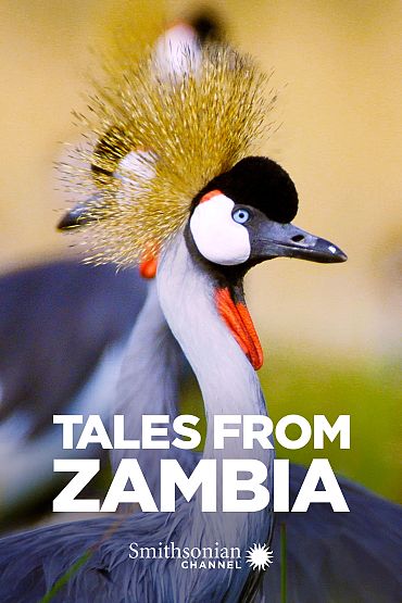 Tales From Zambia - Elephant Valley