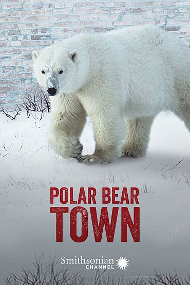 Polar Bear Town - Welcome to Churchill