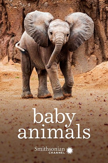 Baby Animals - Mini Giants