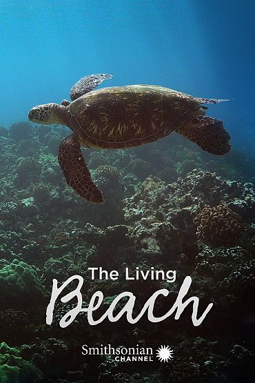 The Living Beach - Florida