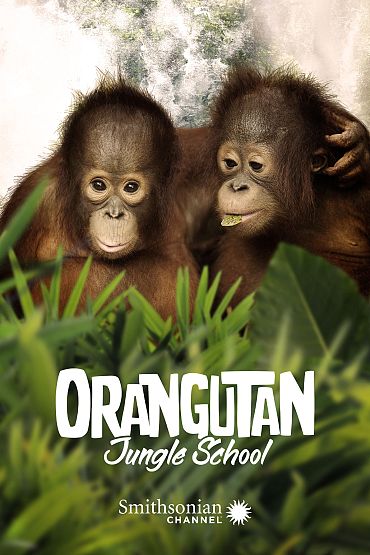 Orangutan Jungle School - And So It Begins