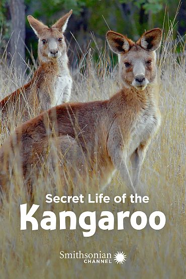 Secret Life of the Kangaroo - Mob Rules
