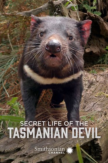 Secret Life of the Tasmanian Devil - Meet the Devils