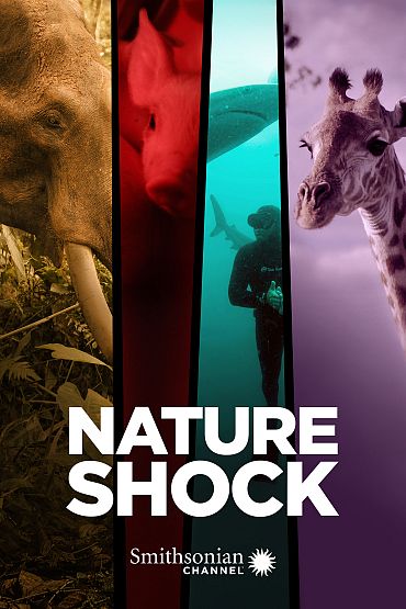 Nature Shock - Pig Bang