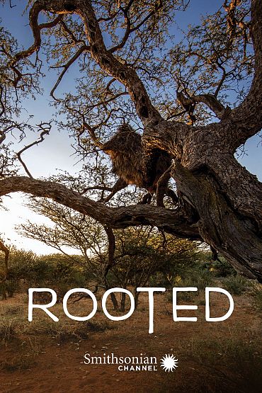 Rooted - Memoirs of Acacia